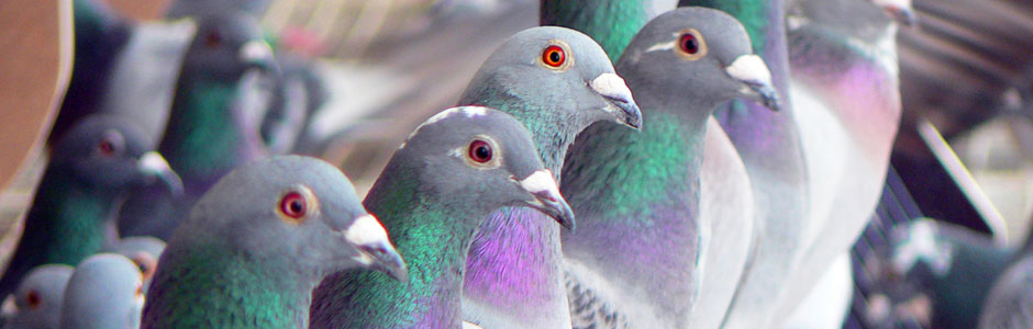 Articulación cometer motor TODOPALOMAS | Racing pigeons for sale | Pigeon news | Pigeon race results