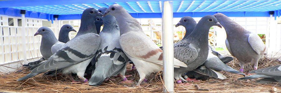 Articulación cometer motor TODOPALOMAS | Racing pigeons for sale | Pigeon news | Pigeon race results