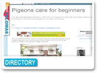 Pigeon care for beginners